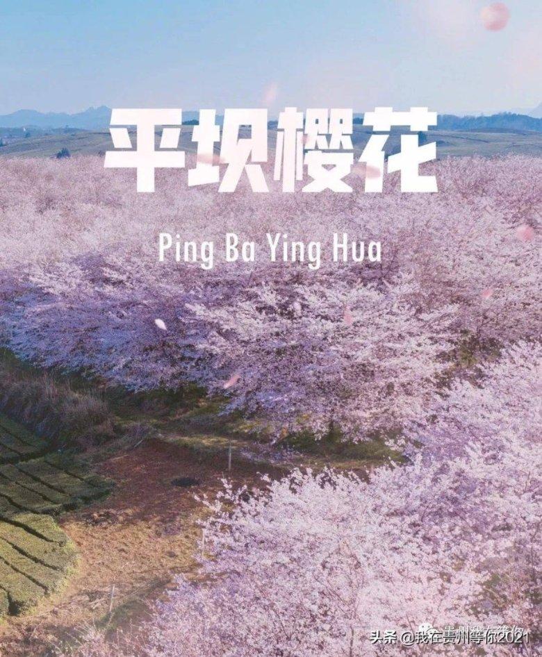 细胞分裂4